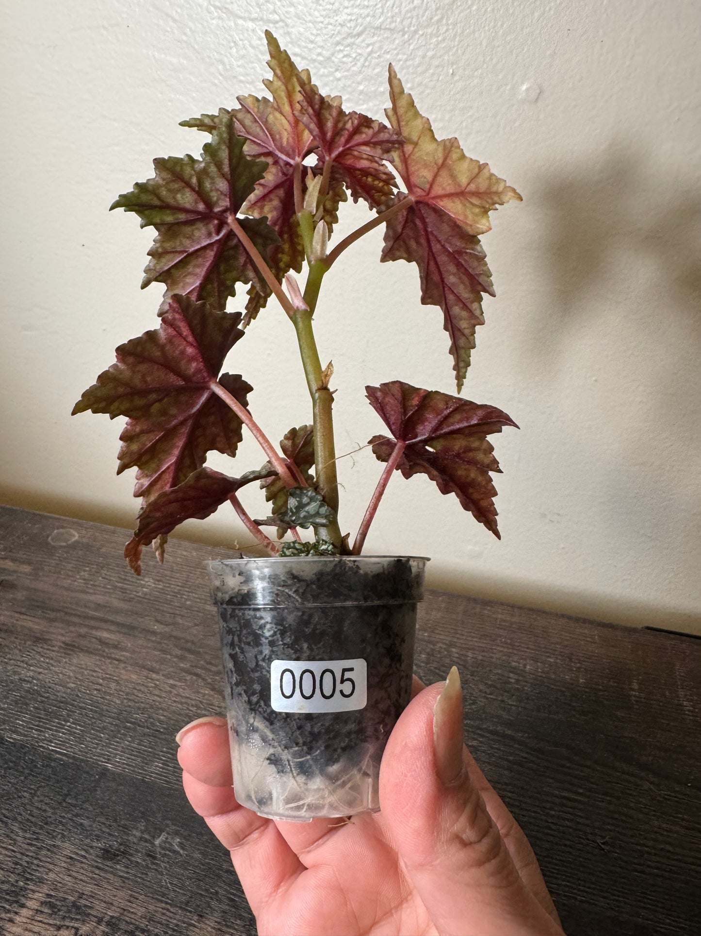 Begonia ‘Izumo no Kiraboshi’ =0005=