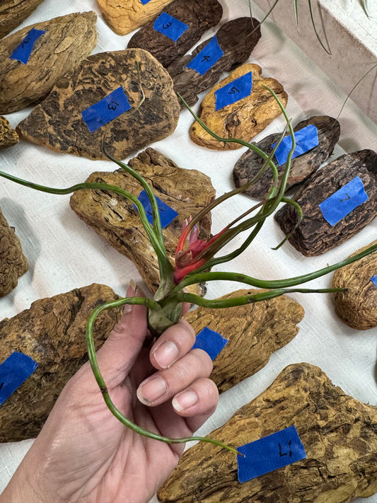 Air Plant: Tillandsia Bulbosa Guatemala