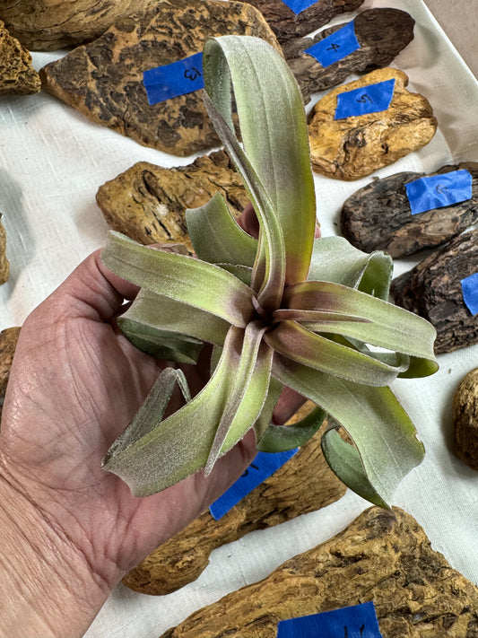 Air Plant: Tillandsia Streptophylla