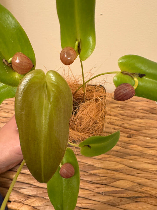 Miniature Orchid: Pleurothallis palliolata