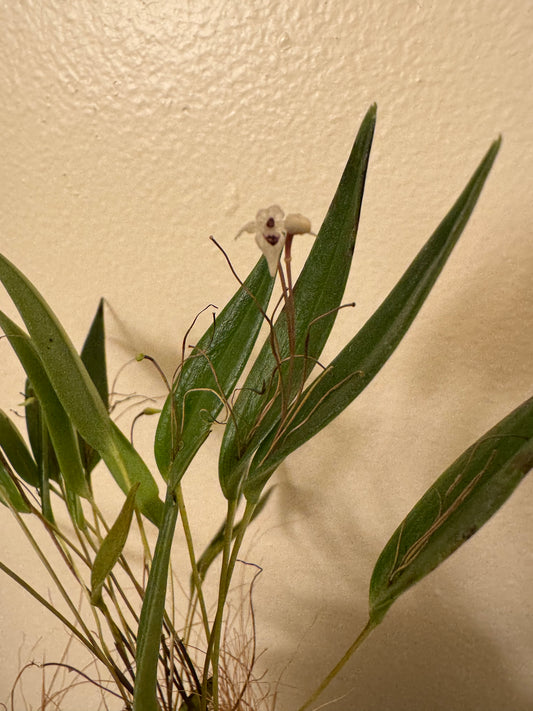 Miniature Orchid: Pleurothallis eumecocaulon