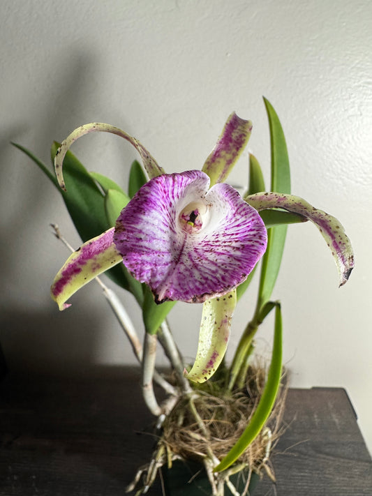 Orchid: Brassocattleya Valencia Beauty