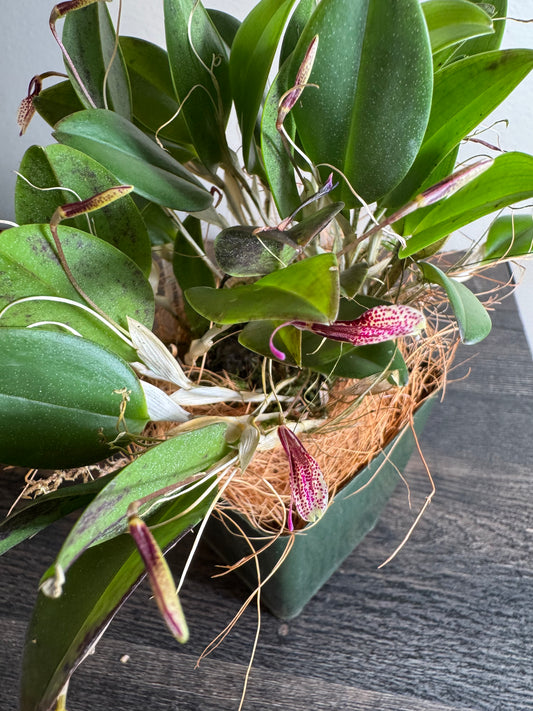 Miniature Orchid: Restrepia iansbergii