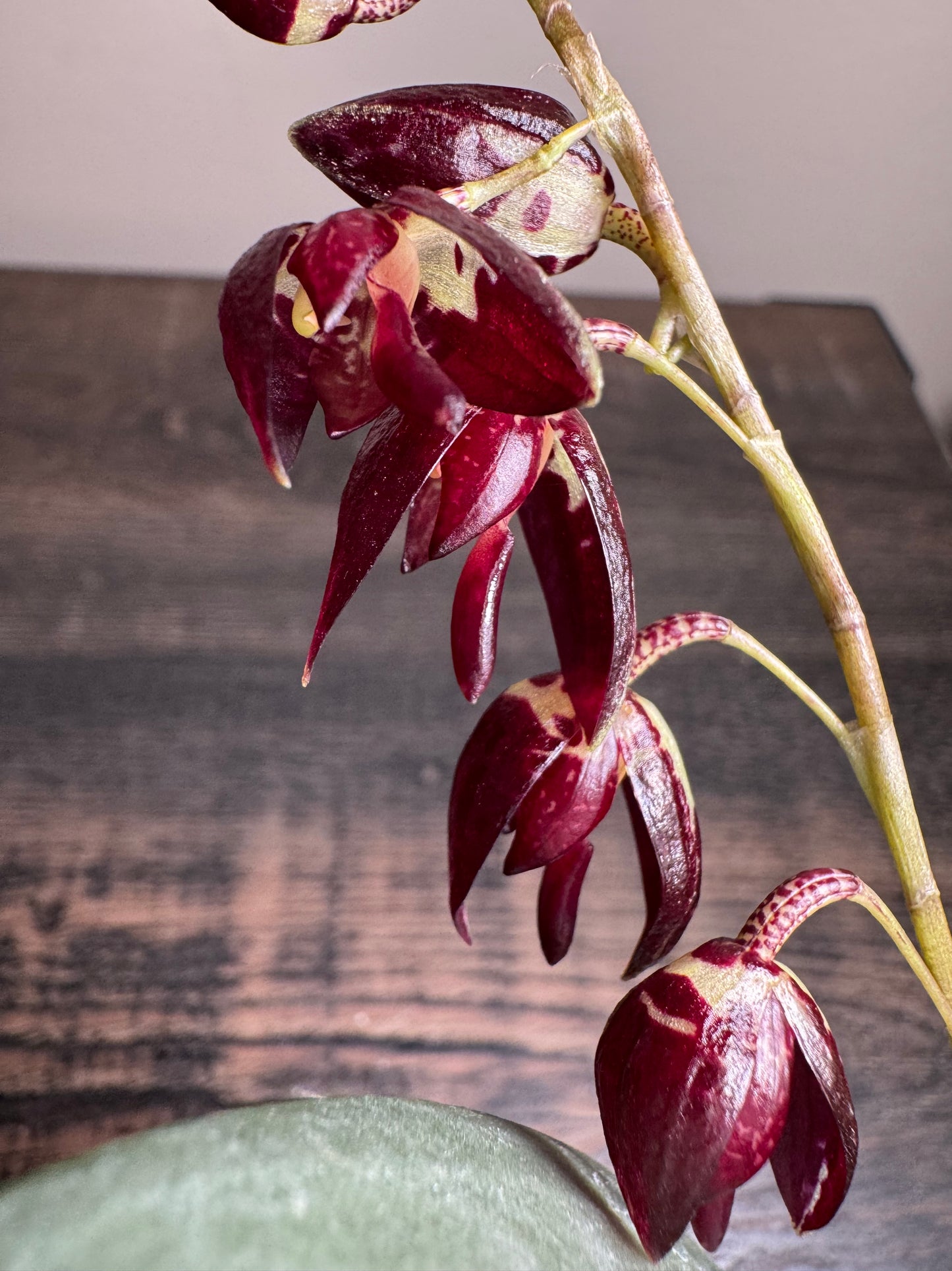 Miniature Orchid: Pleurothallis restrepiodes ‘Dragonstone’
