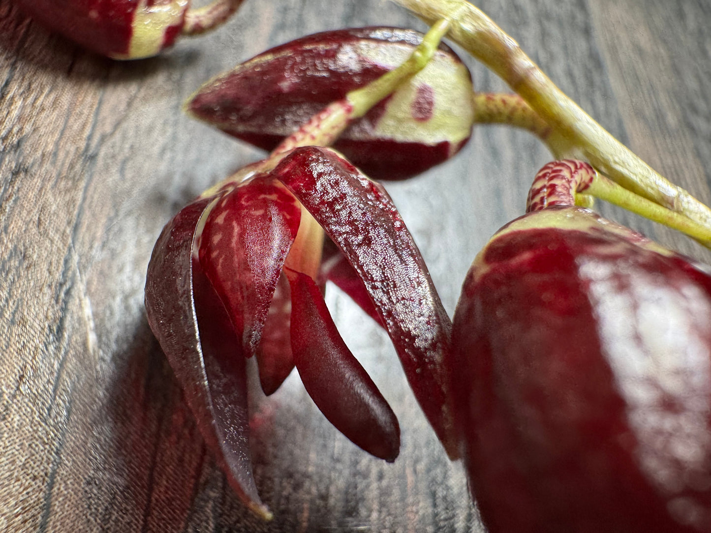 Miniature Orchid: Pleurothallis restrepiodes ‘Dragonstone’