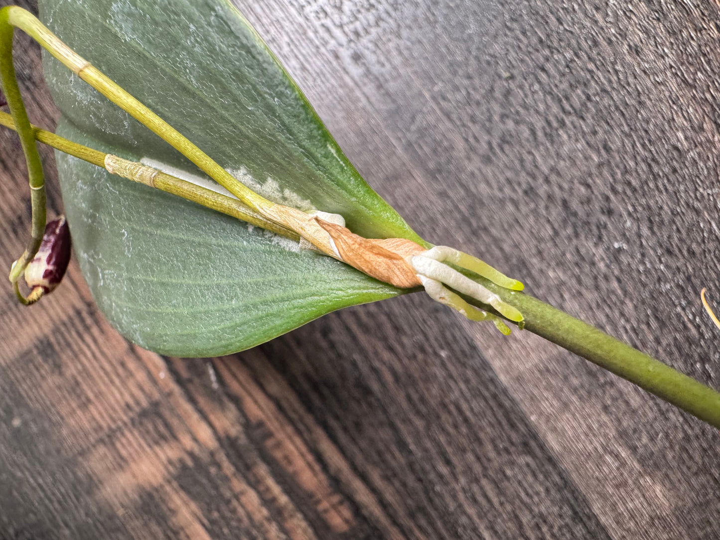 Miniature Orchid: Pleurothallis restrepiodes ‘Dragonstone’