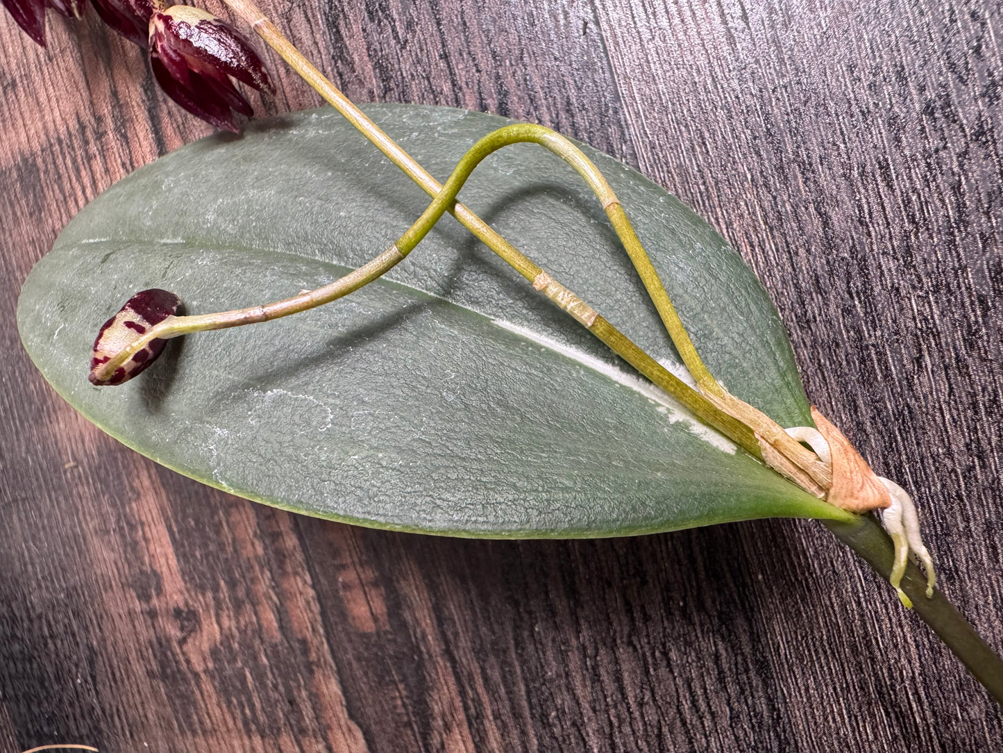 Miniature Orchid: Pleurothallis restrepiodes ‘Dragonstone’
