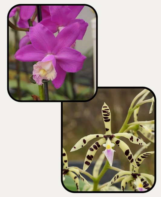 Orchid Hybrid: Cattleya harrisoniana x Panarica prismatocarpa