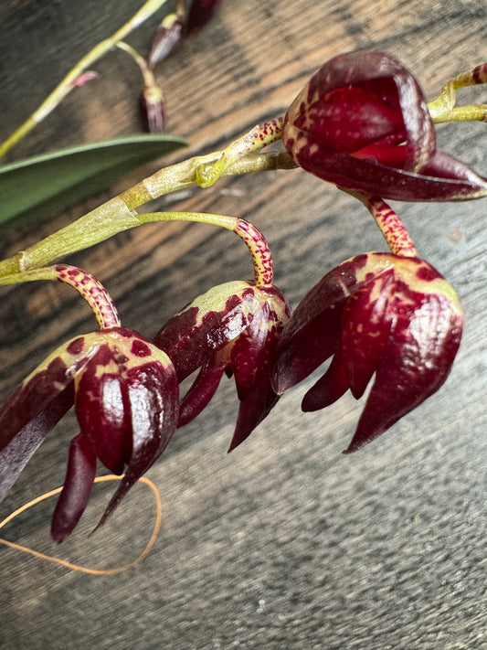 Miniature Orchid: Pleurothallis restrepiodes ‘Dragonstone’