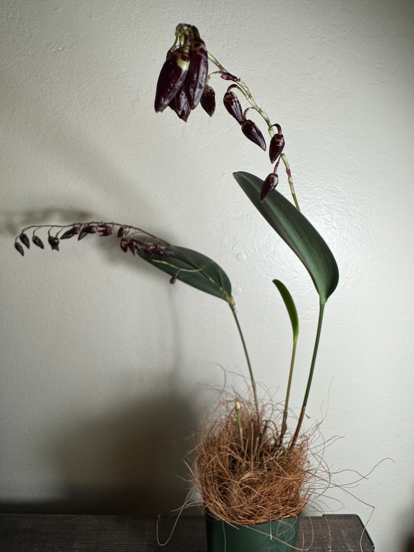 Miniature Orchid: Pleurothallis restrepiodes ‘Dragonstone’