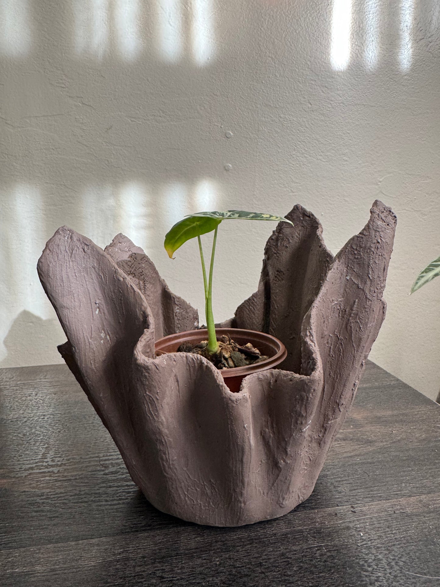 Lightweight Cement Plant Pot