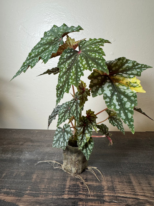 Begonia ‘Izumo no Kiraboshi’ =0007=