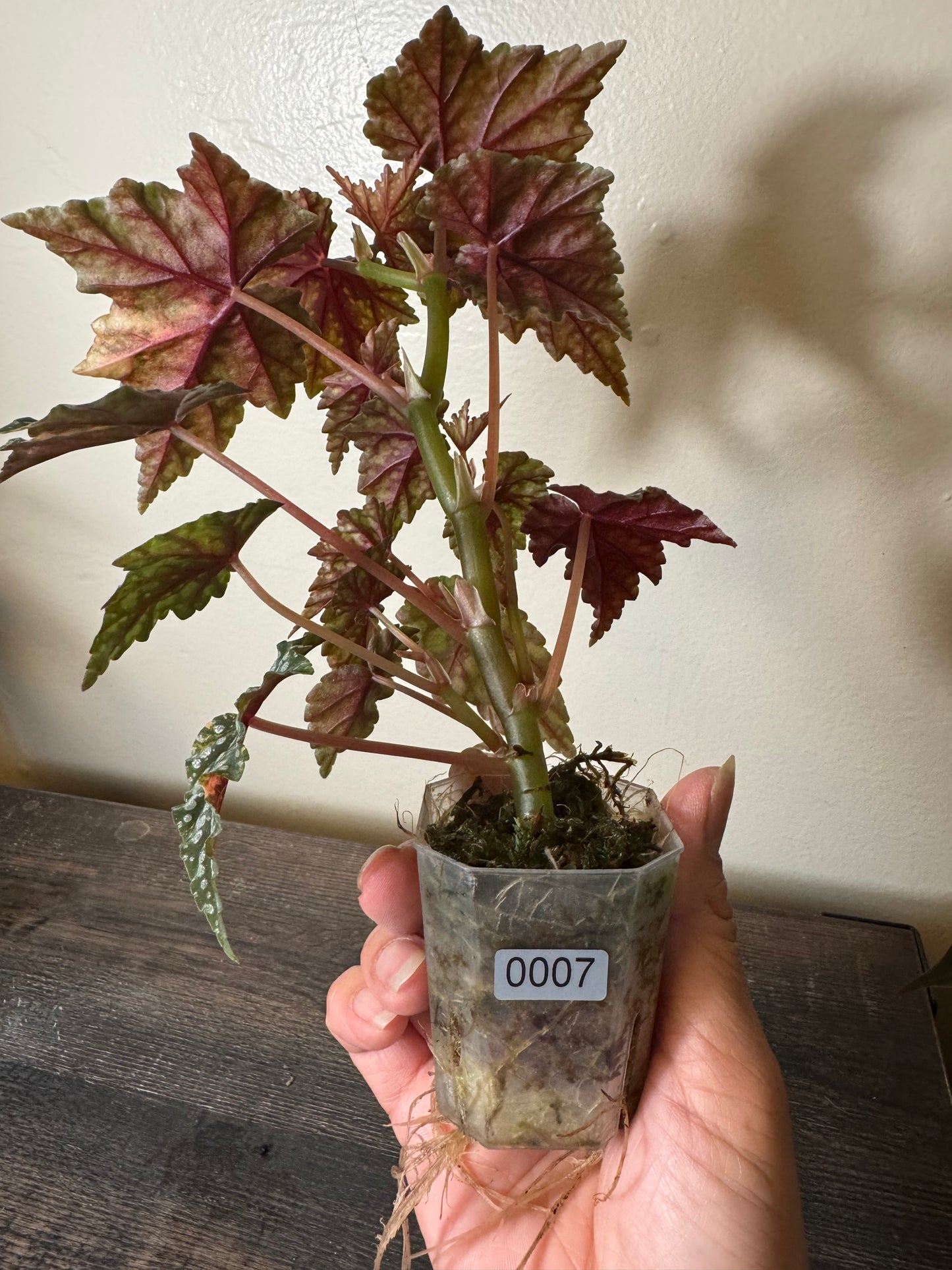 Begonia ‘Izumo no Kiraboshi’ =0007=