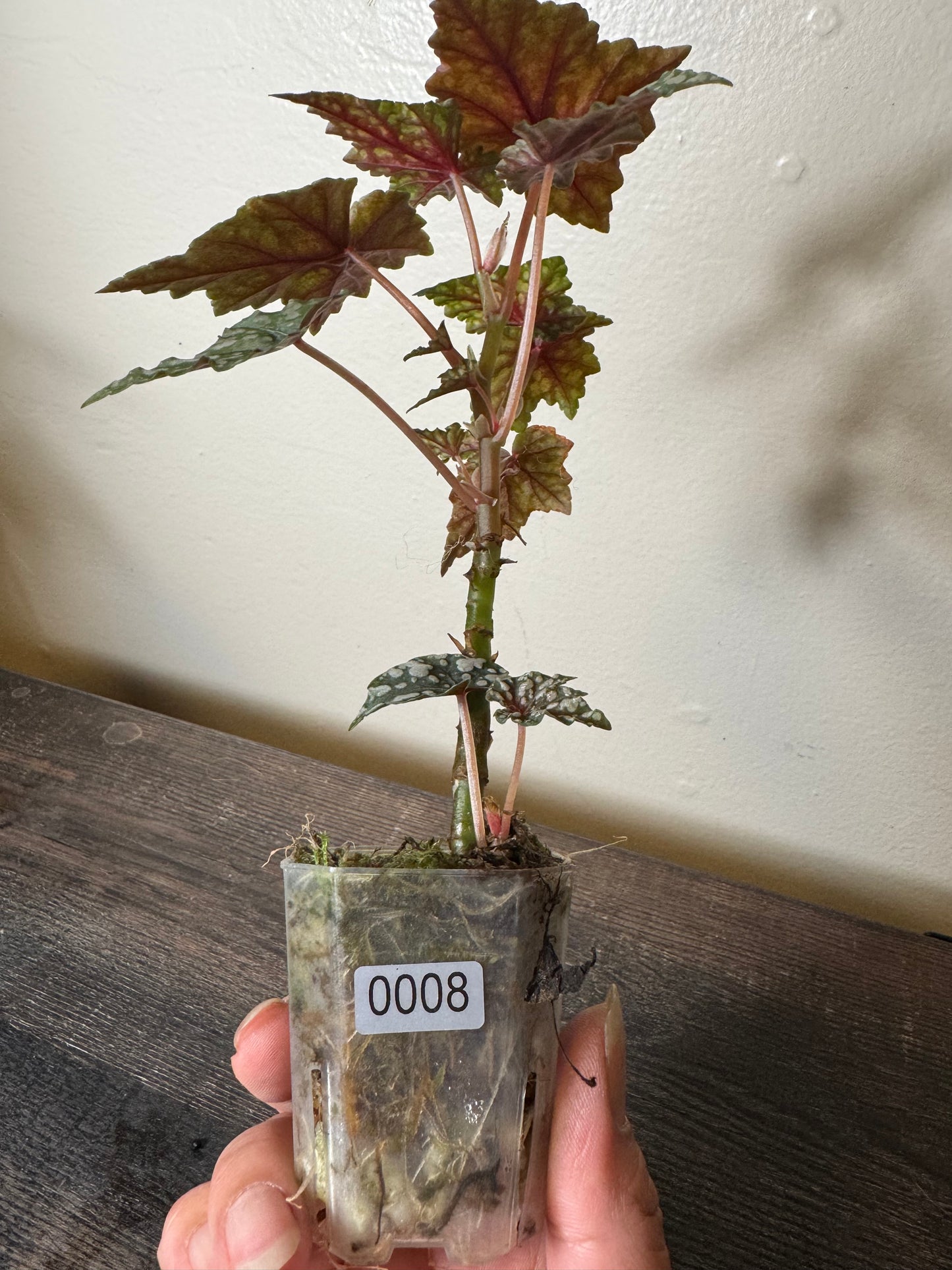 Begonia ‘Izumo no Kiraboshi’ - Possible Revert =0008=