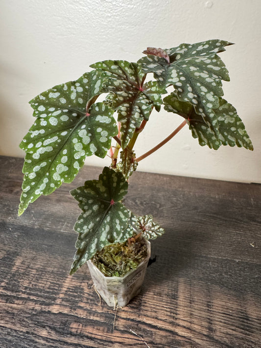 Begonia ‘Izumo no Kiraboshi’ - Possible Revert =0008=