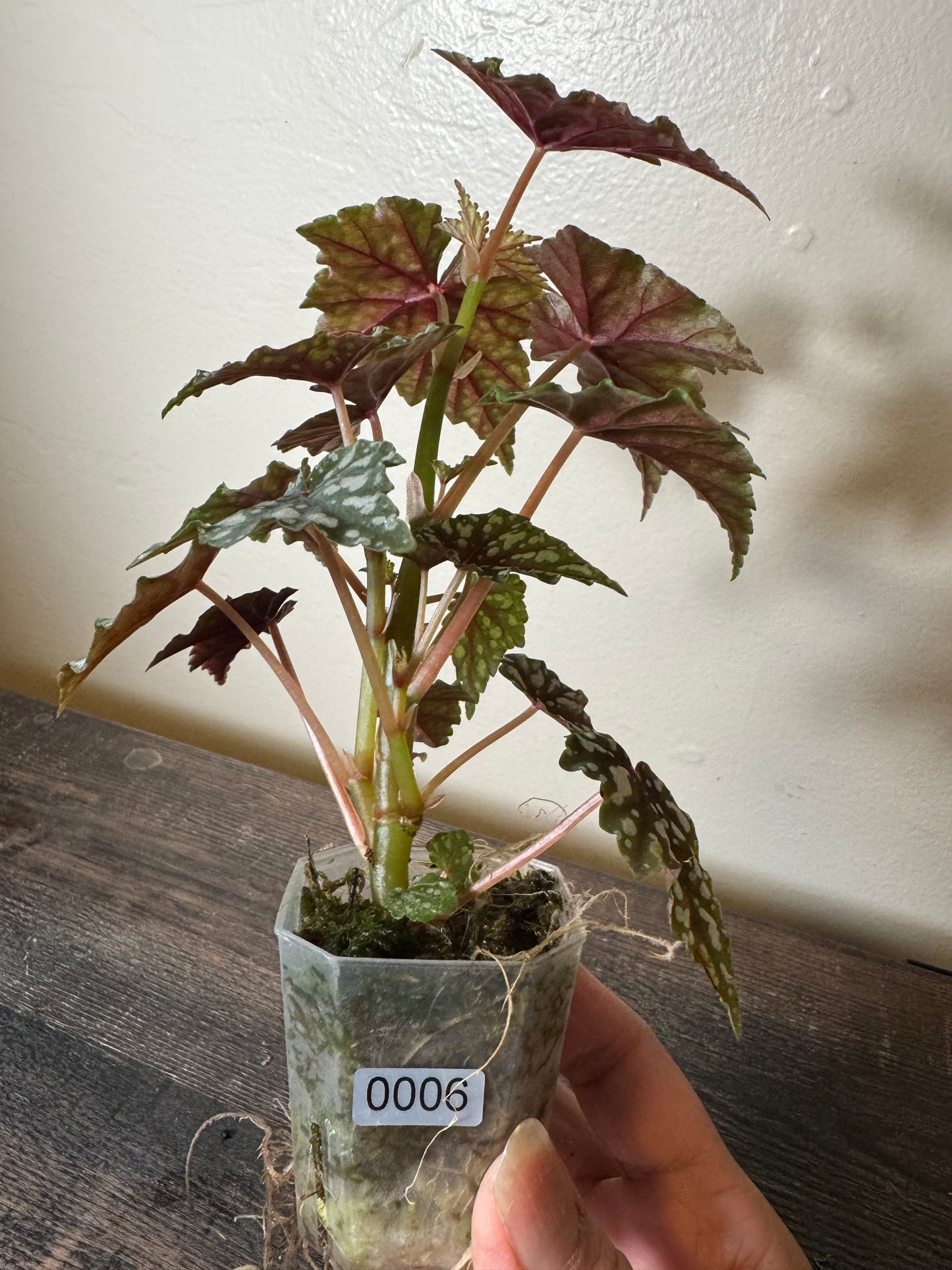 Begonia ‘Izumo no Kiraboshi’ - Possible Revert =0006=