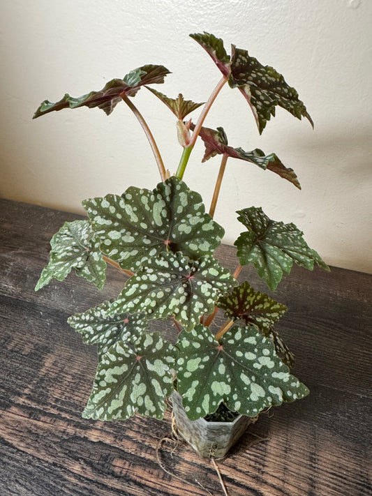 Begonia ‘Izumo no Kiraboshi’ - Possible Revert =0006=
