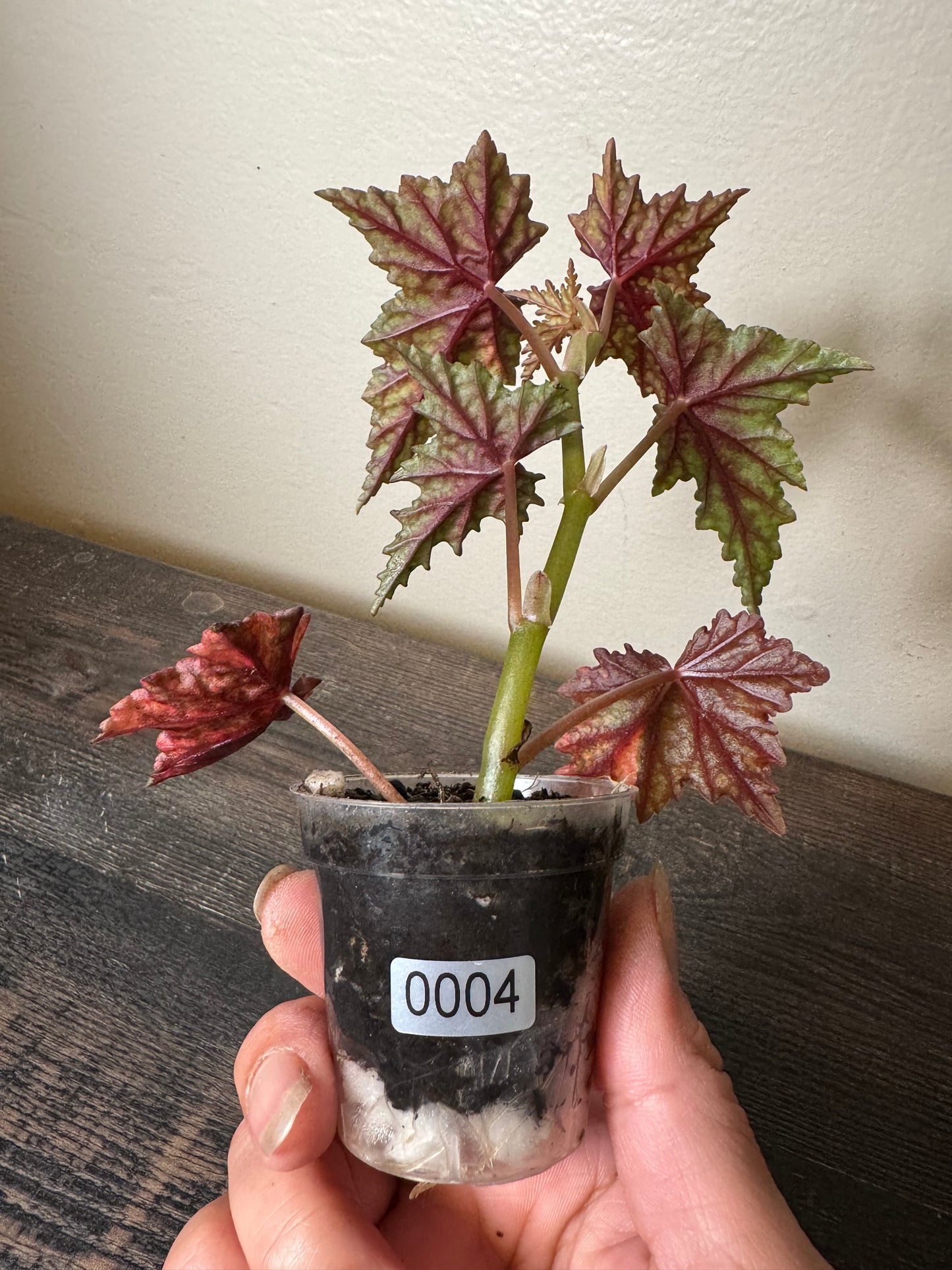 Begonia ‘Izumo no Kiraboshi’ =0004=