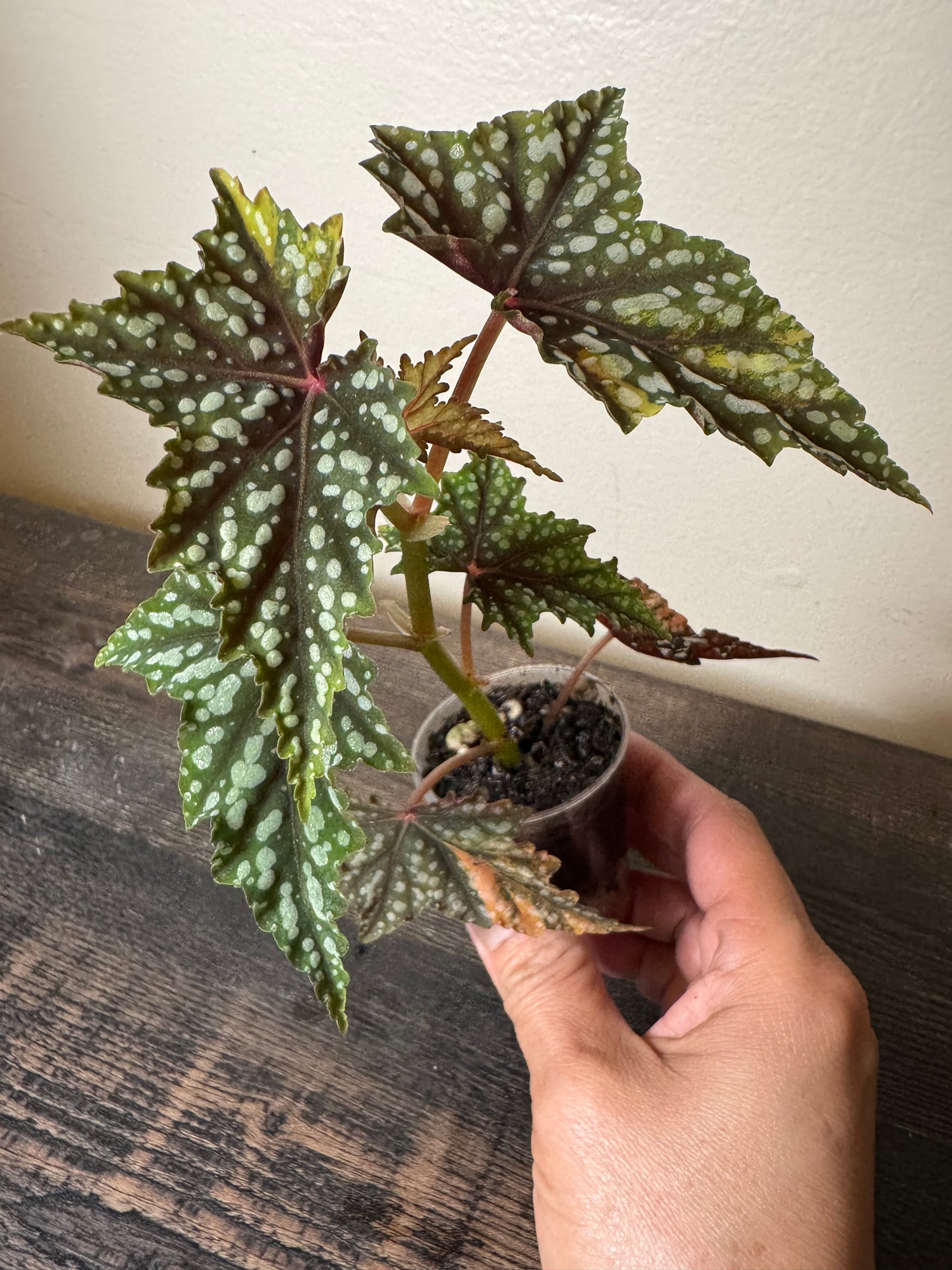 Begonia ‘Izumo no Kiraboshi’ =0004=