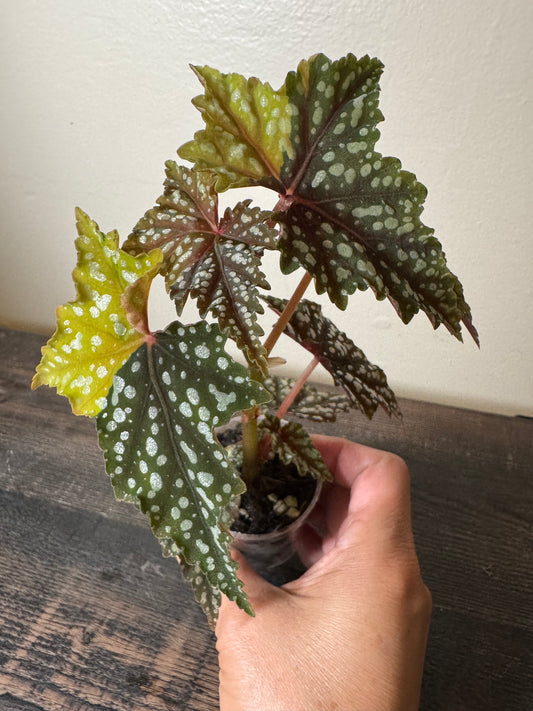 Begonia ‘Izumo no Kiraboshi’ =0005=
