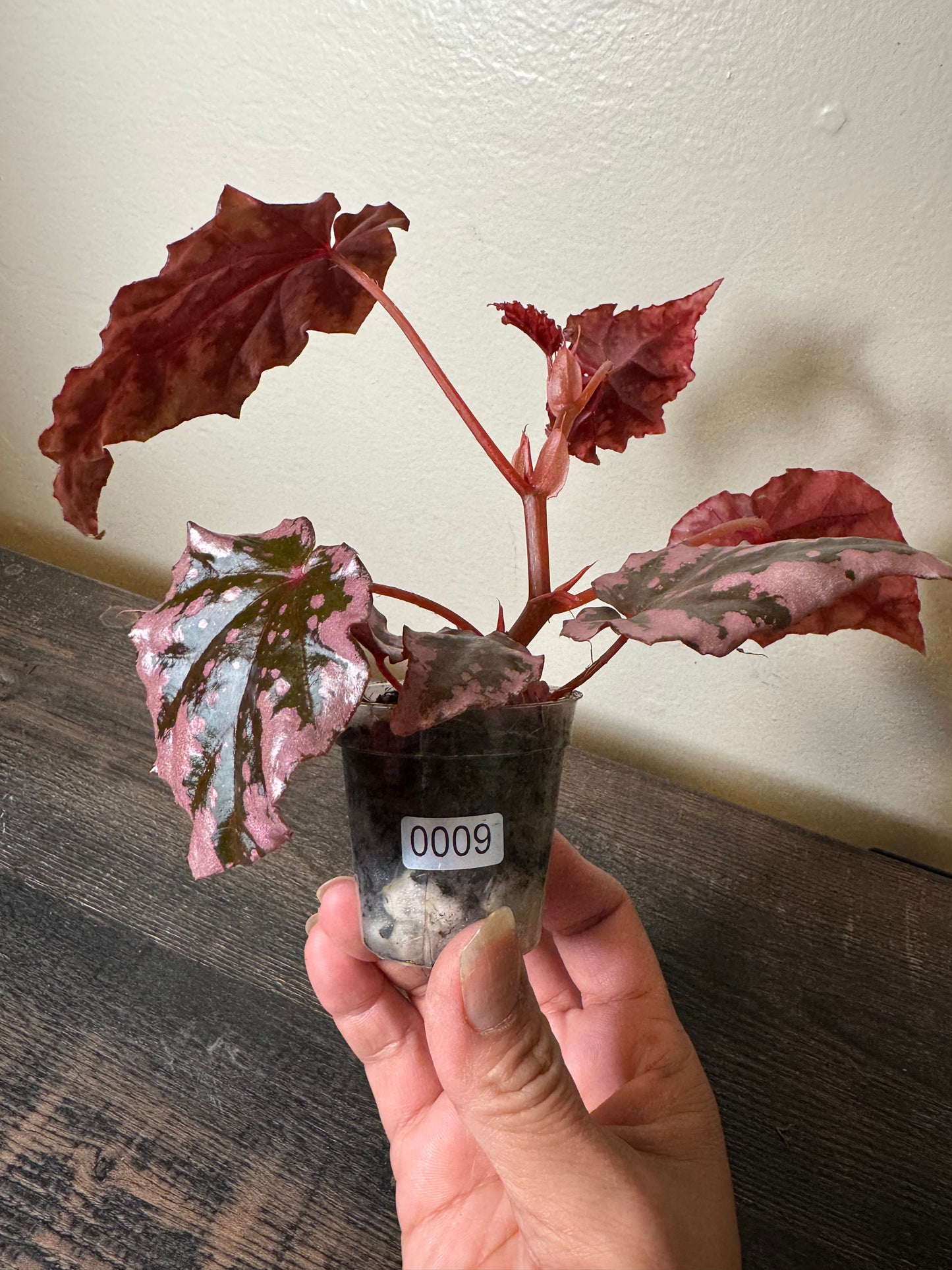Begonia ʻPink Flameʻ