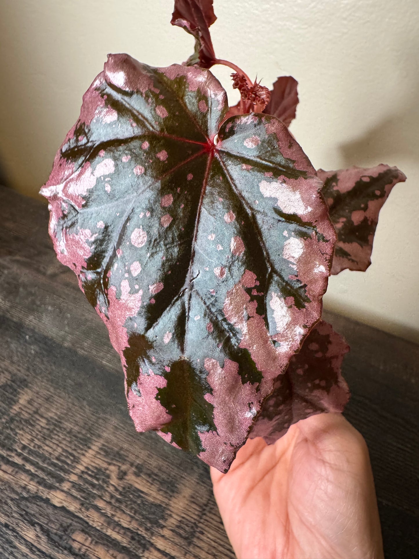 Begonia ʻPink Flameʻ