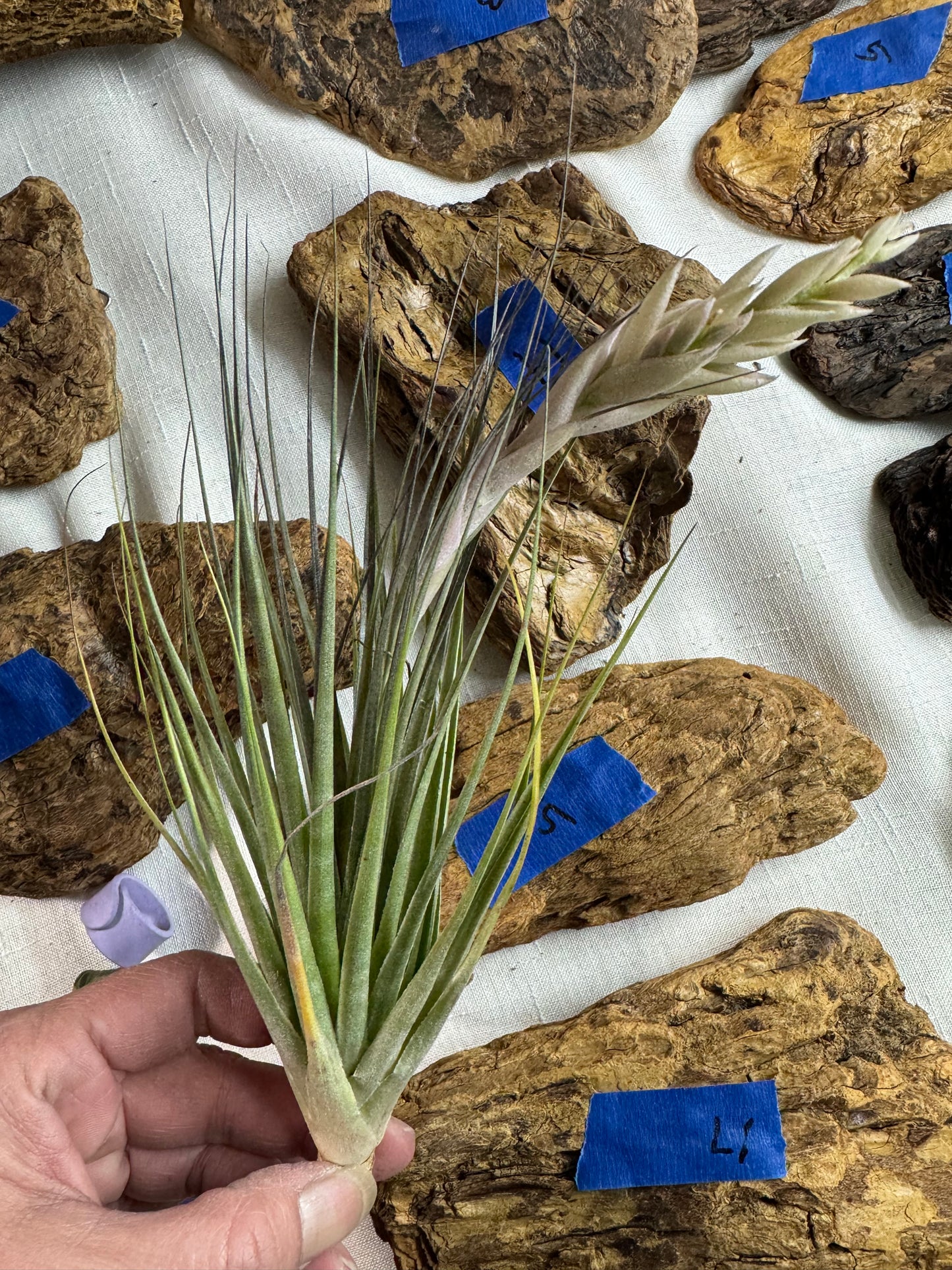 Air Plant: Tillandsia Hybrid