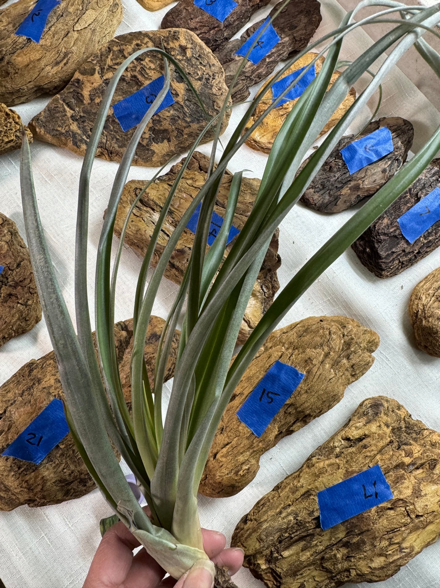 Air Plant: Tillandsia Flabellata