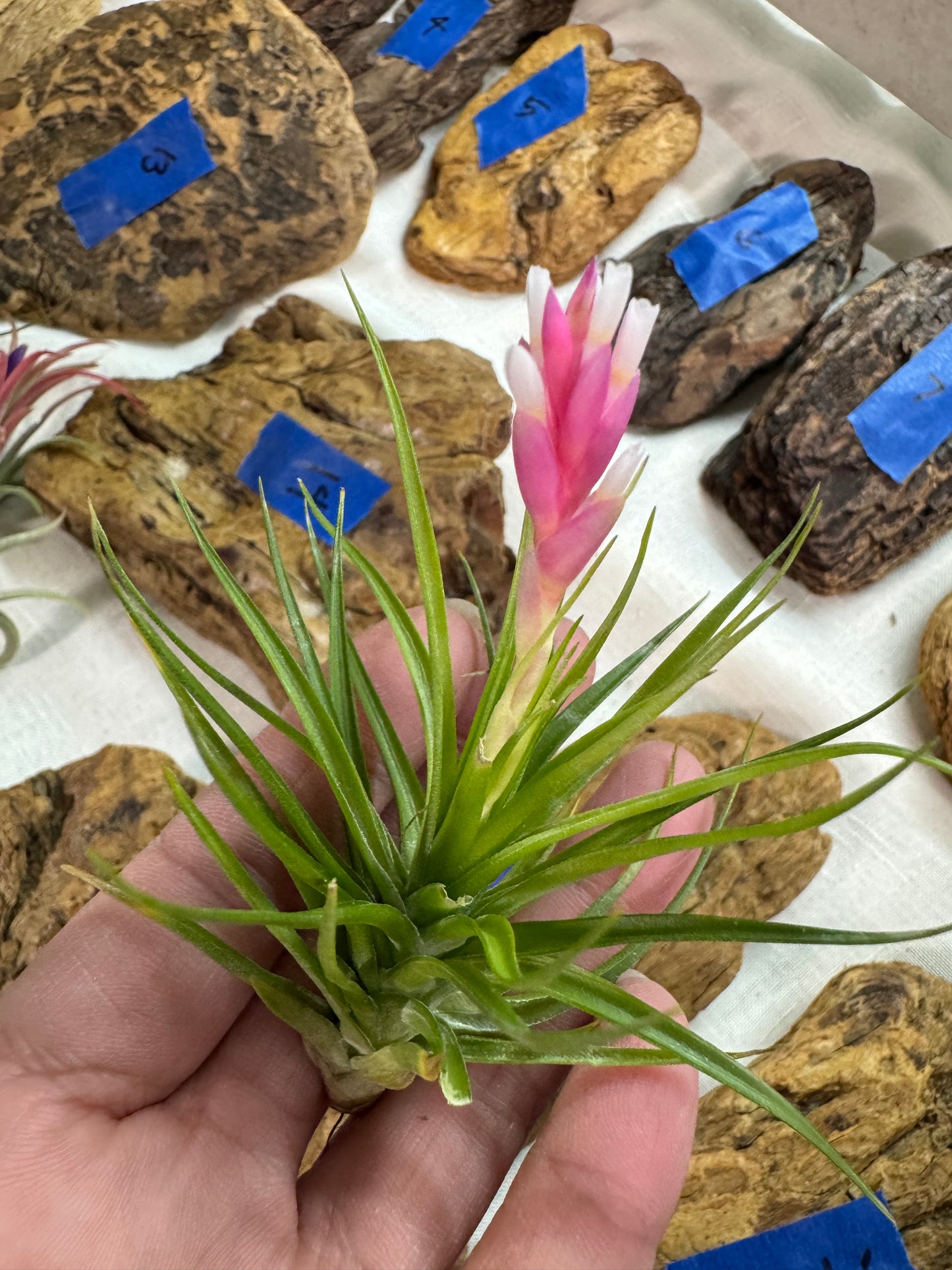 Air Plant: Tillandsia Tenufolia Emerald Forest