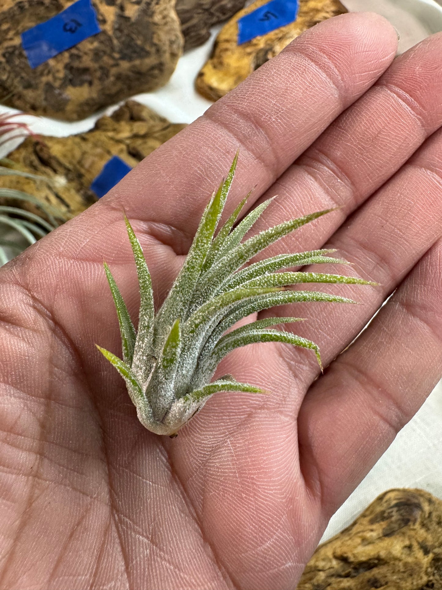 Air Plant: Tillandsia Ionantha Mexican (Small)