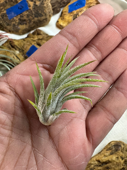 Air Plant: Tillandsia Ionantha Mexican (Small)