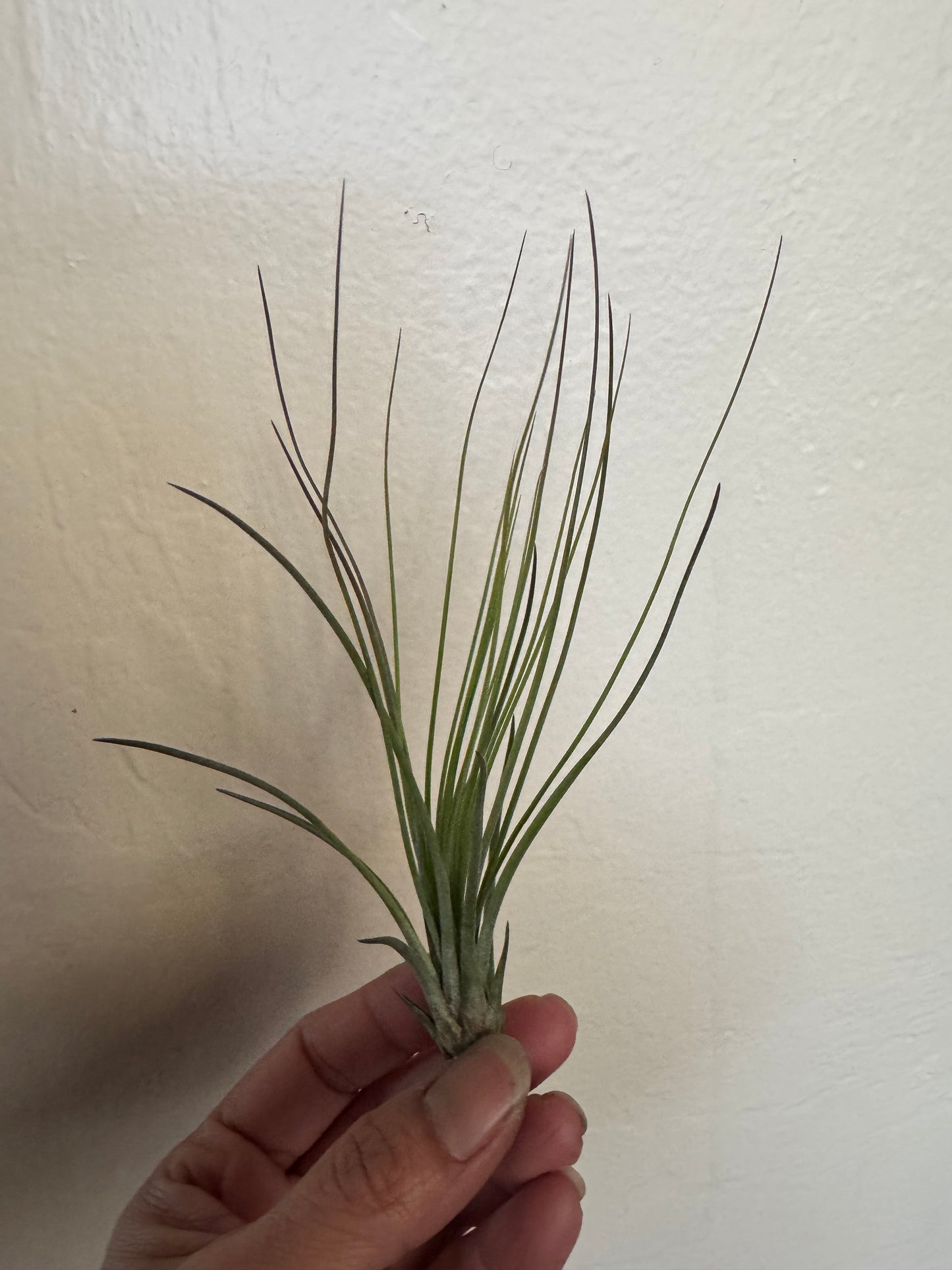 Air Plant: Tillandsia Tricolor