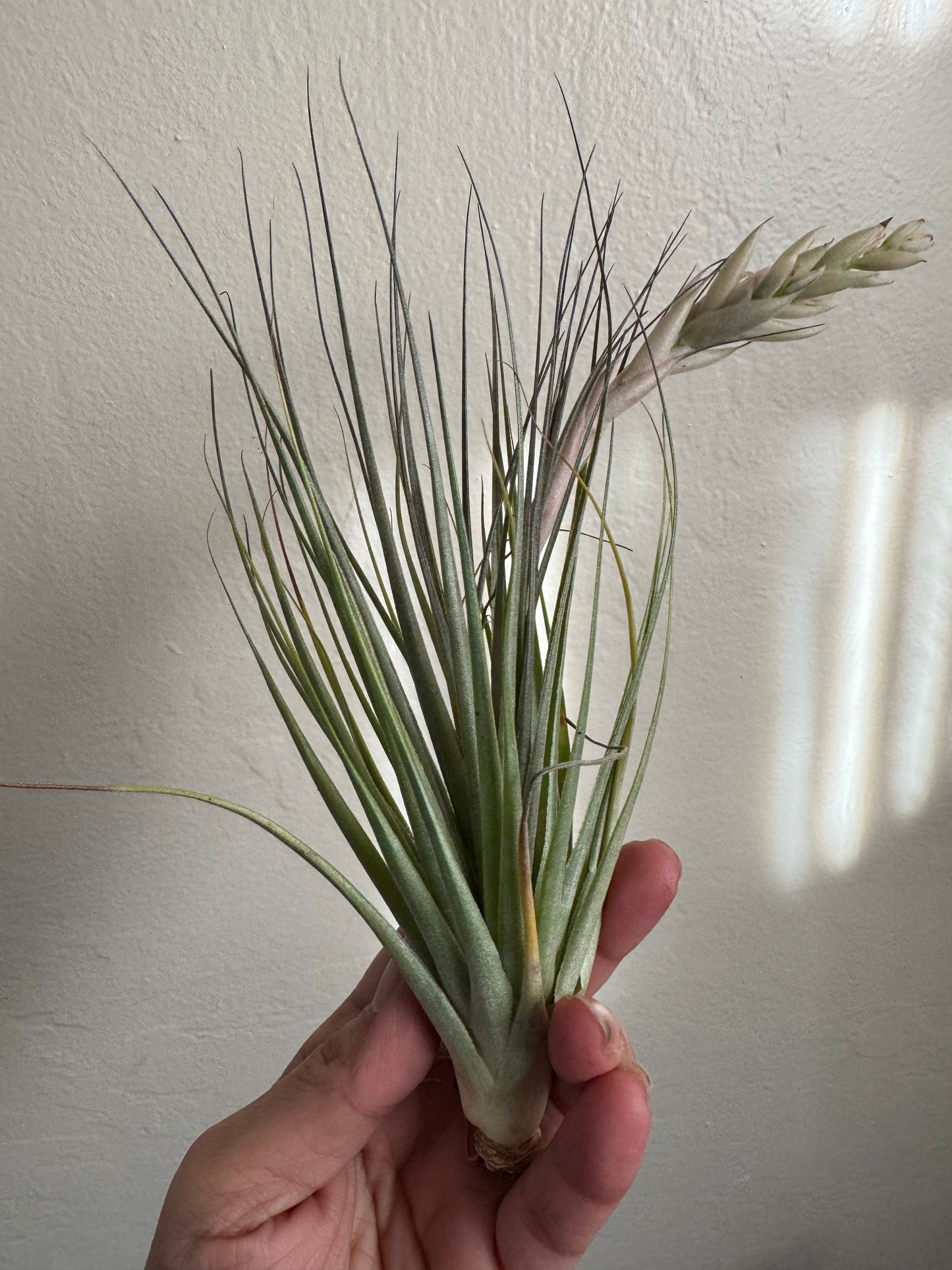 Air Plant: Tillandsia Hybrid
