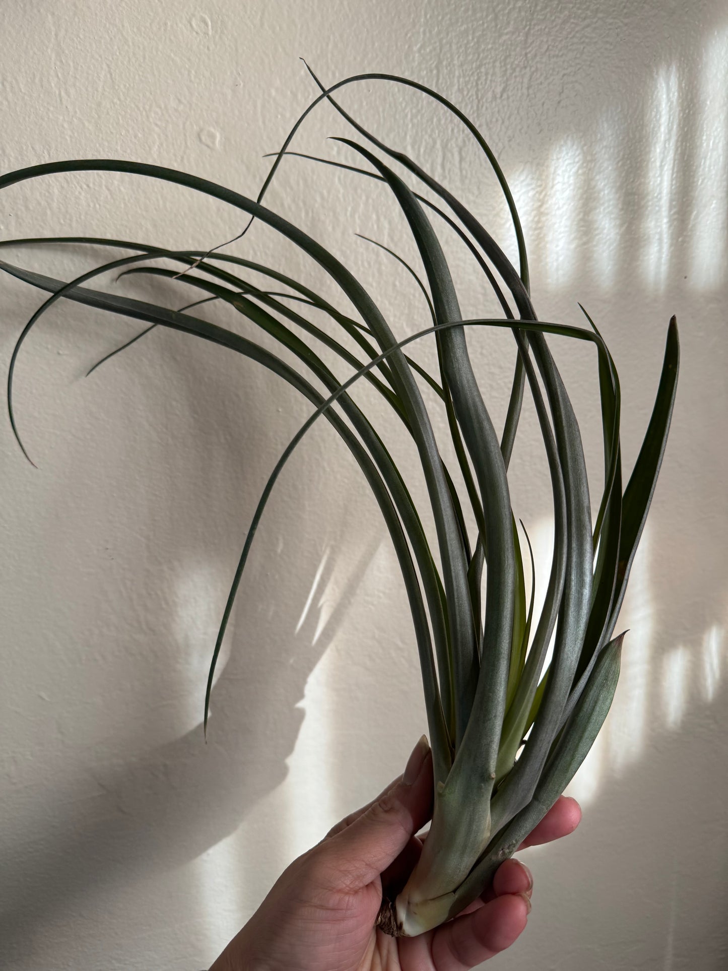 Air Plant: Tillandsia Flabellata