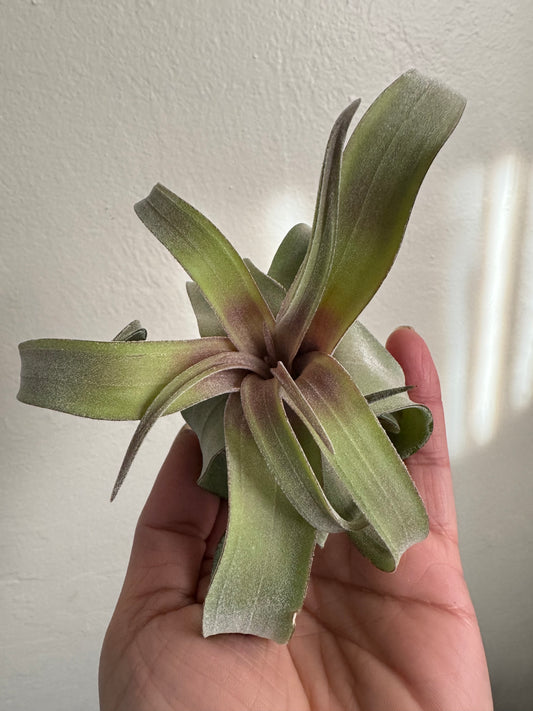 Air Plant: Tillandsia Streptophylla