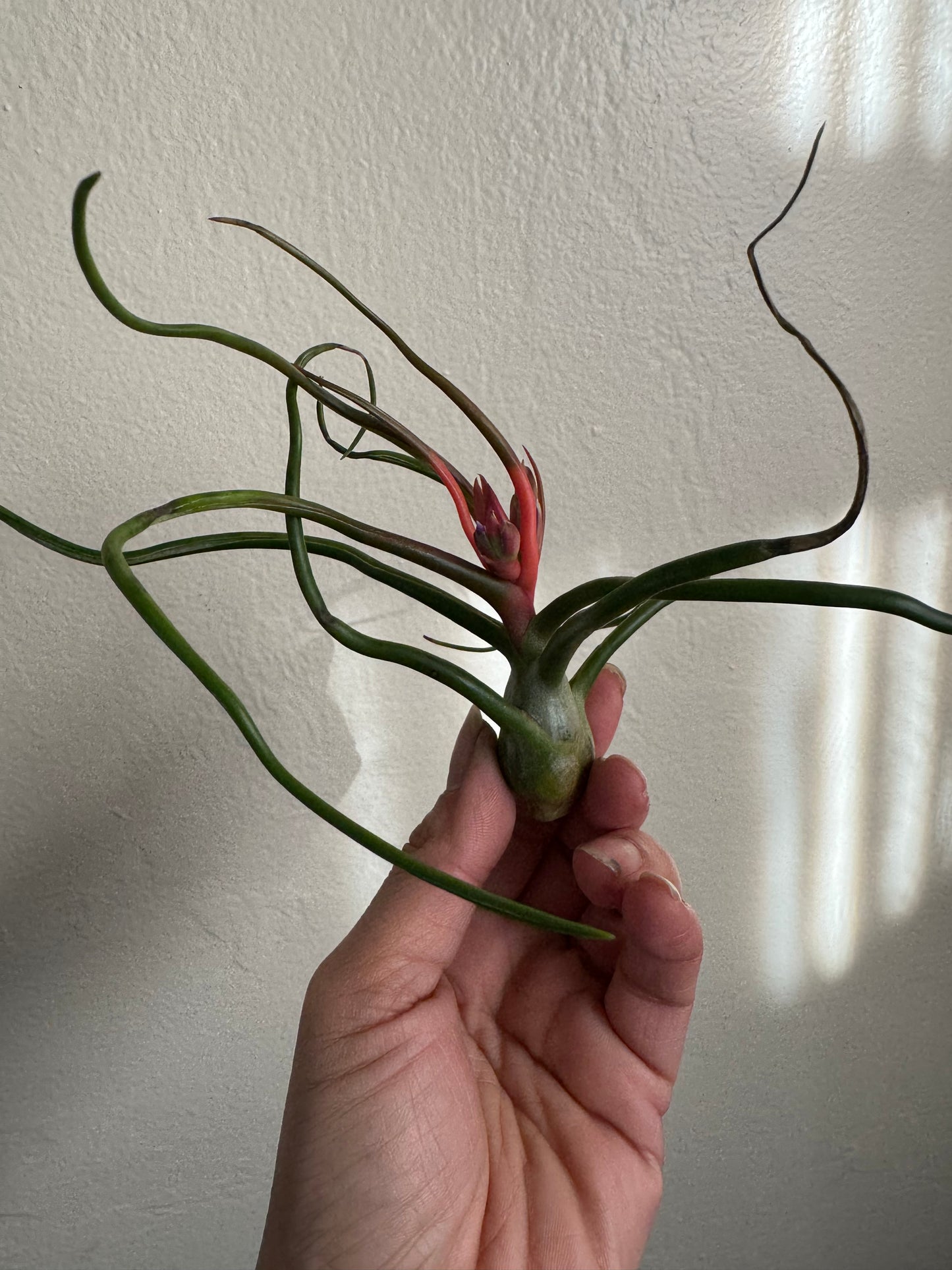 Air Plant: Tillandsia Bulbosa Guatemala