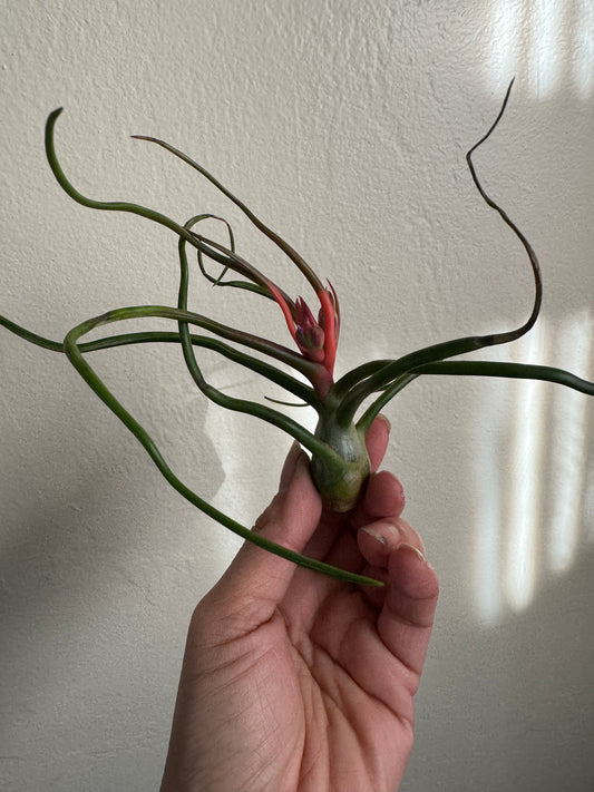 Air Plant: Tillandsia Bulbosa Guatemala