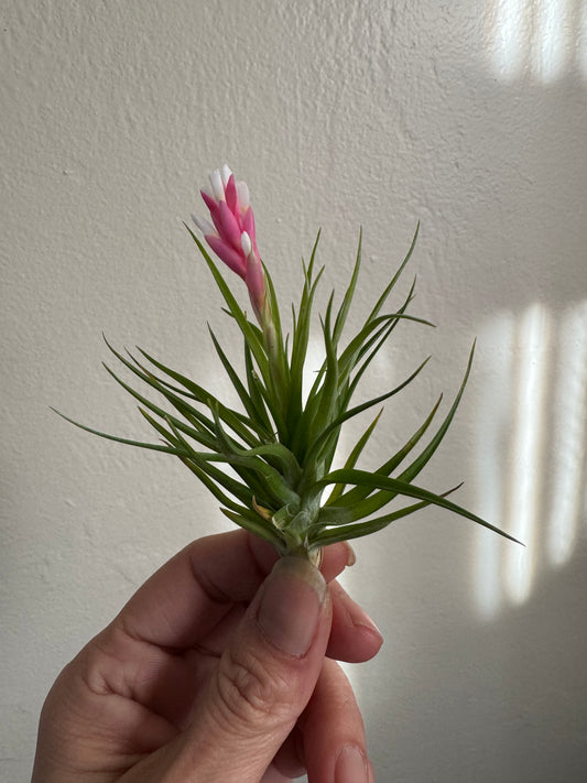 Air Plant: Tillandsia Tenufolia Emerald Forest