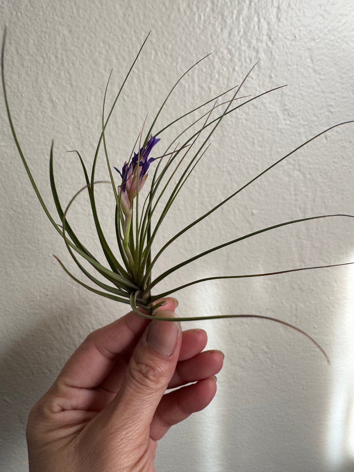 Air Plant: Tillandsia Tenufolia Blue