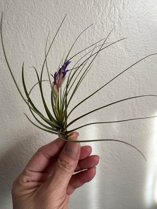 Air Plant: Tillandsia Tenufolia Blue