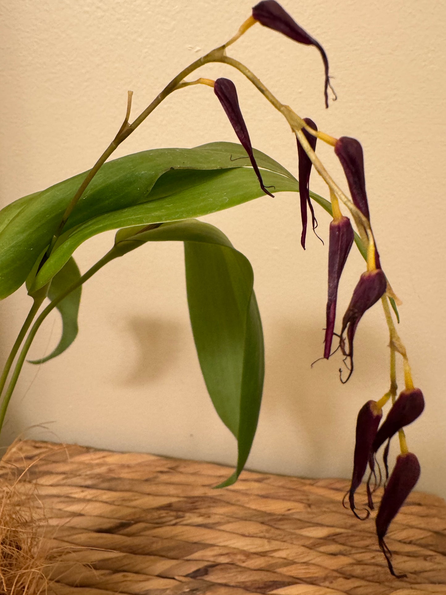 Miniature Orchid: Pleurothallis phalangifera ‘Red Type’