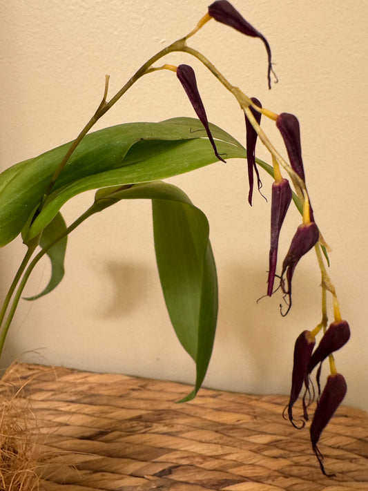 Miniature Orchid: Pleurothallis phalangifera ‘Red Type’