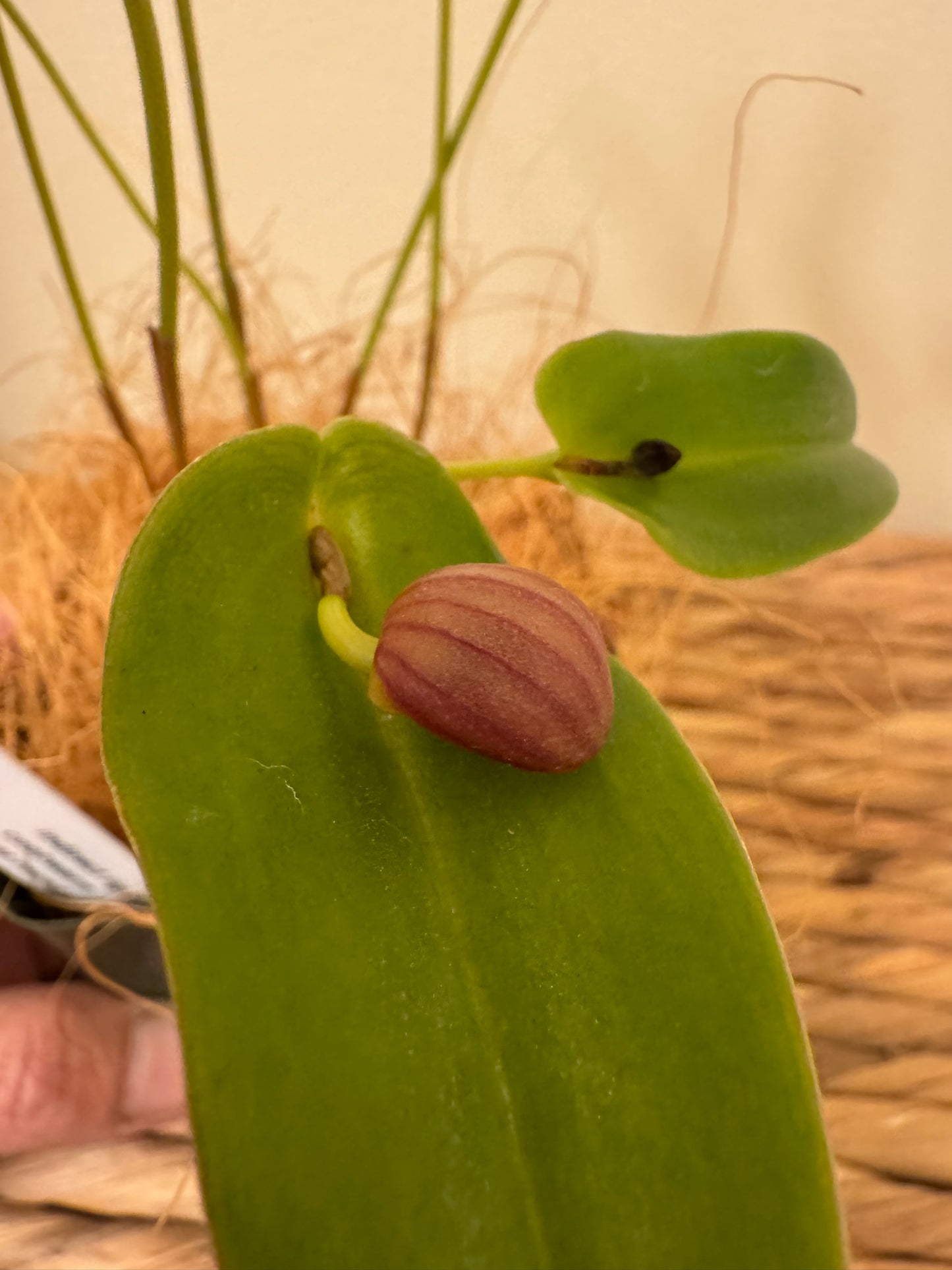 Miniature Orchid: Pleurothallis palliolata