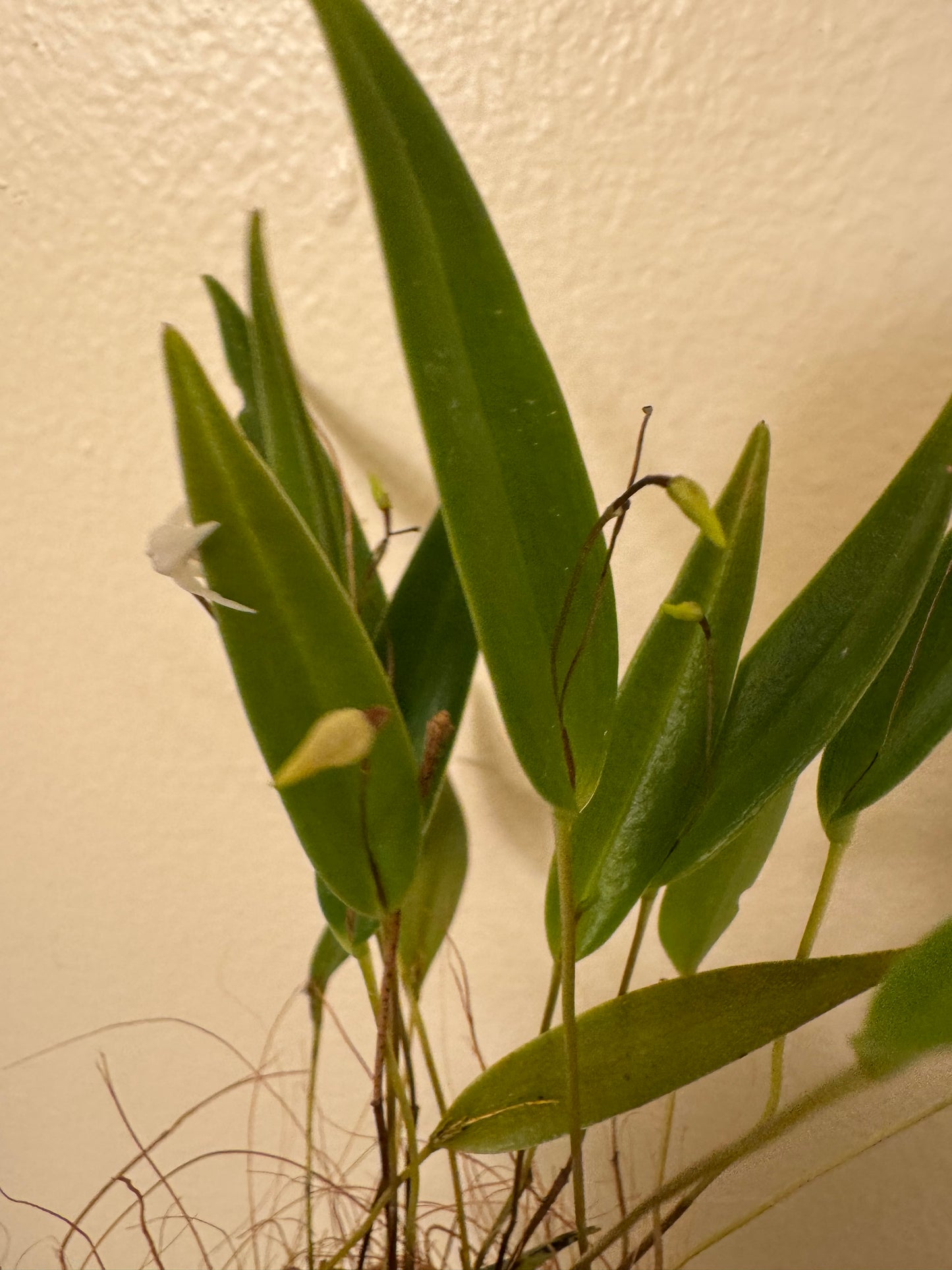 Miniature Orchid: Pleurothallis eumecocaulon