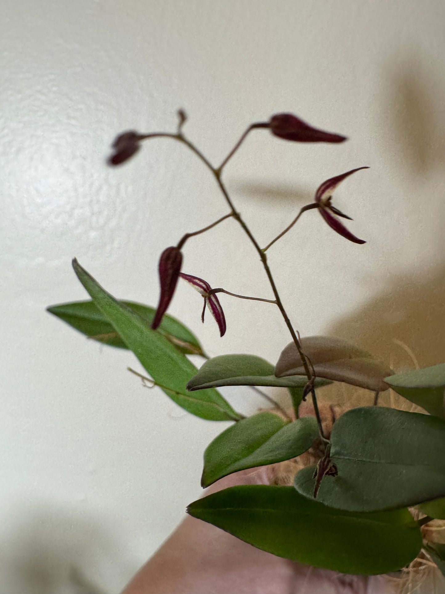 Miniature Orchid: Pleurothallis stricta