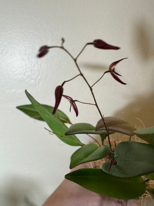 Miniature Orchid: Pleurothallis stricta