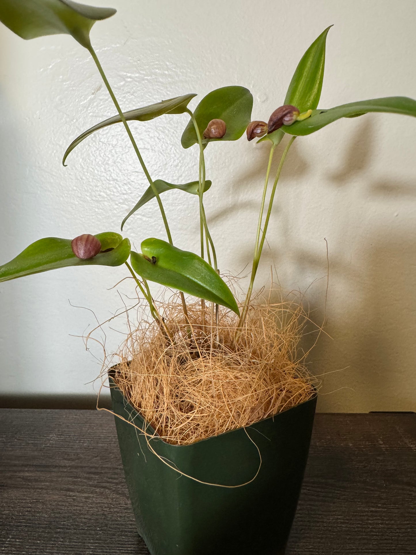 Miniature Orchid: Pleurothallis palliolata