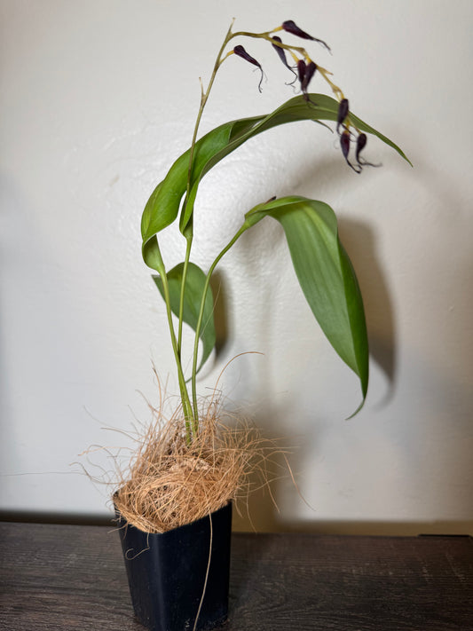 Miniature Orchid: Pleurothallis phalangifera ‘Red Type’