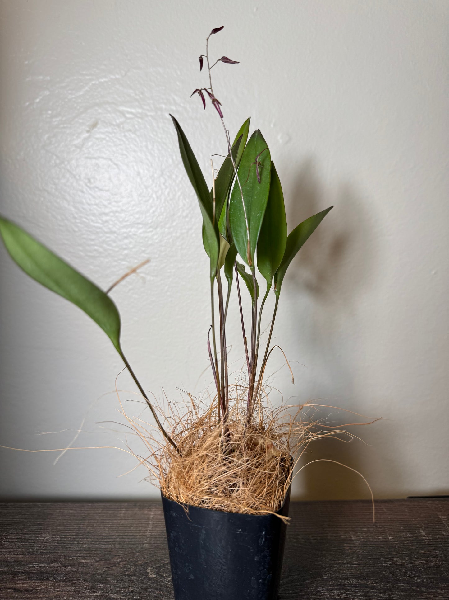 Miniature Orchid: Pleurothallis stricta