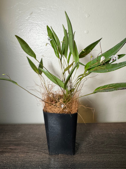 Miniature Orchid: Pleurothallis eumecocaulon